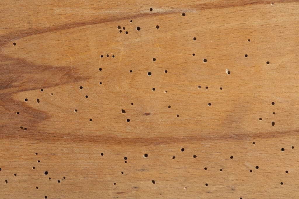 Sistemas de protección contra insectos xilófagos en revestimientos exteriores de madera
