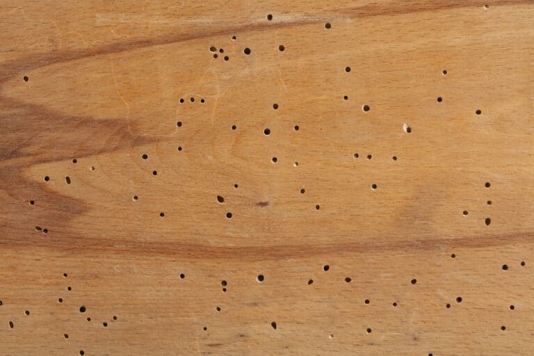 Sistemas de protección contra insectos xilófagos en revestimientos exteriores de madera