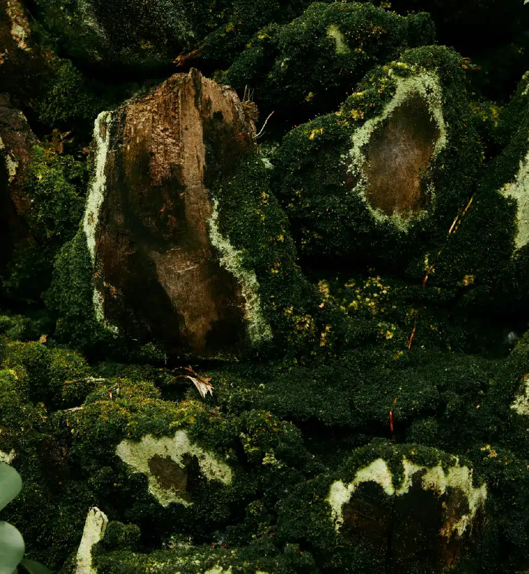 Sustainably managed forests